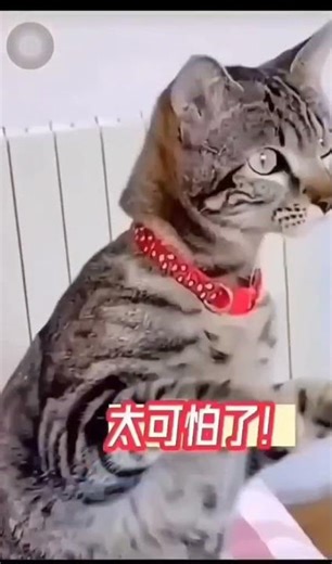 😁Mtan tana tan tan tan Tara😁#tredingreels #funny #tredingreels online video cutter com