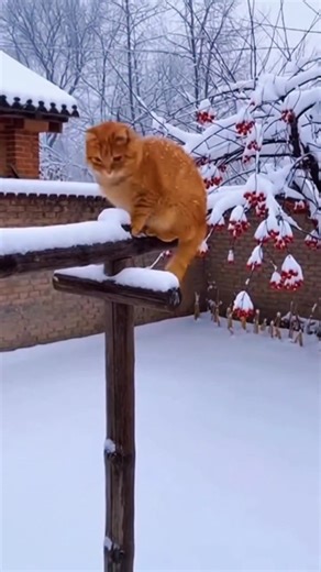 Snow Cat 🐈 This orange cat thought winter was cute… until the snow fought back 😂❄️ From disappearing into deep snow to a dramatic mid-air jump, this fluffy ginger cat is having the most chaotic winter adventure ever. If you love funny cat videos, winter fails, and unexpected cat jumps this one’s for you 🧡🐾 Cats snow = instant comedy. Perfect for cat lovers, cozy winter vibes, and laugh-out-loud pet moments. funny cat in snow, orange cat winter, cat jumping fail, fluffy ginger cat, cats vs sn