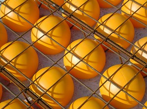 Advanced & Sustainable Technologies Limited: BubbleDeck technology for protecting forest and biodiversity