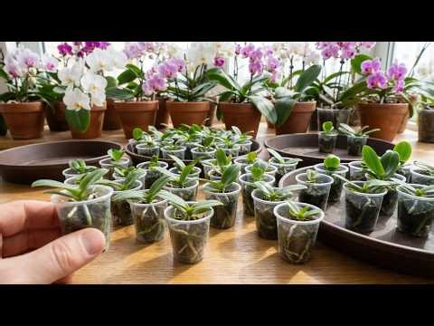 Sharing how to propagate orchids at home - Simple - Easy - Unique.