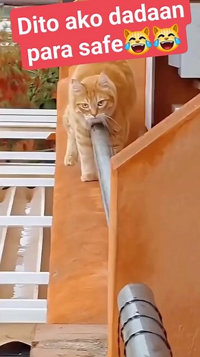 4.9K views · 19 reactions | #Shortfunnyvideos #followerseveryone #CountMeIn #letsgo @highlight | Mark Lester Leonida | Facebook