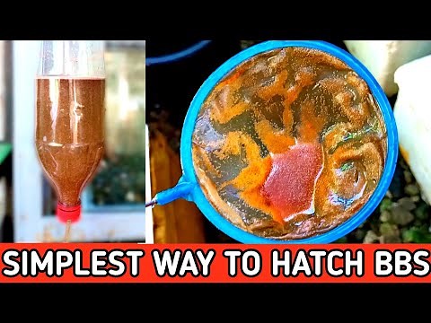 HOW TO HATCH BRINE SHRIMP EGGS EASY STEPS || HOW TO HATCH ARTEMIA CYST || HOW TO HATCH BBS