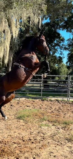 Just give them a week 😆 first surcingle (or saddle) for the colts vs shortly after. These 4 are fun and have already made progress since the “after” clips. All of them are WT, 3 of them are WTC, and one of them rides in the arena now! | Sam Vanfleet's Mustangs