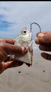 the most effective natural fishing bait | Roso Fishing New