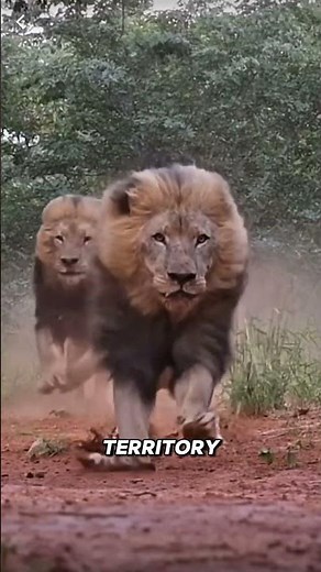 Scarface – The Legendary Lion Who Fought 400 Hyenas!