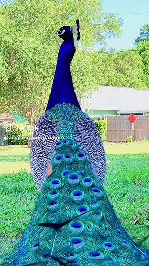 Amazing world nature no TikTok