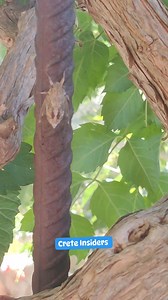 Cicada singing 🎶 Pano Stalos today | Crete Insiders