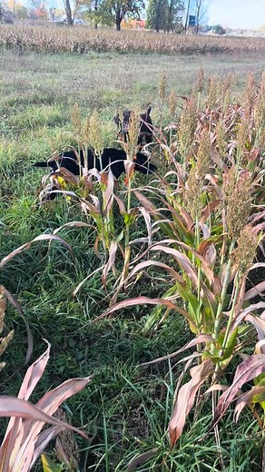 1.4K views · 60 reactions | Looking for a pheasant hunt with some of the best pointers available? Book with the @grayssportingdogs team today! #pheasanthunting #pheasant #pointingdogs #pointers #pointersofinstagram #pointeroftheday #germanshorthair #germanshorthairpointer #germanwirehairedpointer #deutschdrahthaar #draht #drahthaar #gwp #gsp #uplandbirddog #uplandbirdhunting #uplandbirddog #puremichigan #michiganhunting #biolthanecollars #garmin #gamehide #fieldarmor | Jr McMahon | Facebook