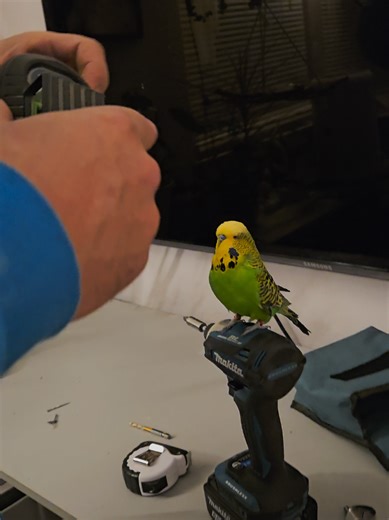 Project Manager Inspects TV Installation Setup