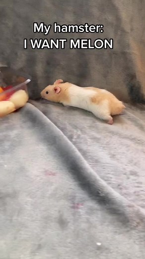 Hilarious Hamster Melon Madness!