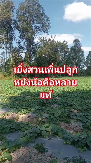 เบิ่งสวนปลูกหยังน้อ #funny #คลายเครียด #comedy #ตลกขำๆ #food