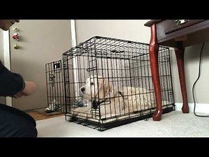 Early crate training a golden doodle puppy