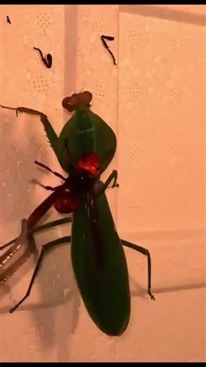 guys, it's just Piggy #foryou #insects #longervideos #scorpion | Insects wars