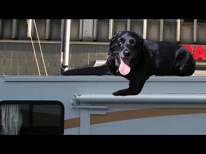 Black Labrador Videos Compilation - 2016