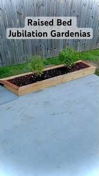 DIY Raised Bed Jubilation Gardenias. Repurposed Pallet And Crate Wood. #diy