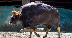 What Are These Massive Super-Cows? Find Out About the Gaurs