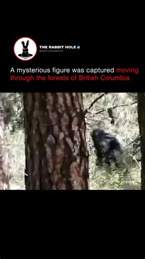 A mysterious figure was captured moving through the forests of British Columbia | The Rabbit Hole