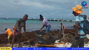 Sargassum seaweed has returned in abundance along the island's beaches, and today, more than 100 Barbadians participated in a seaweed cleanup programme in Oistins. Video: Christopher Wood #CBCNewsBarbados | CBC News Barbados
