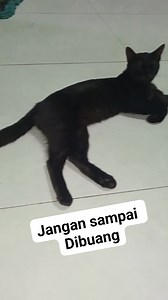 1.7K views · 153 reactions | Kucing hitam di kaitkan dengan hal mistis dan pembawa sial.... #reels #jangkauanluas #semuaorang #reelsviral #trending #tips #tutorial | Pipit Puji Lestari | Facebook