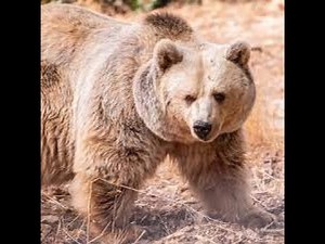 How to rig animals (Roblox studio tutoiral)