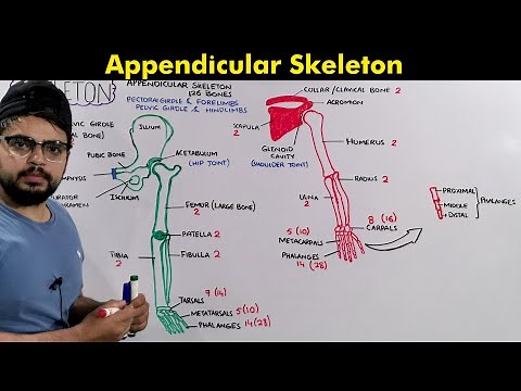 Appendicular skeleton: Anatomy and Physiology of Appendicular Skeleton