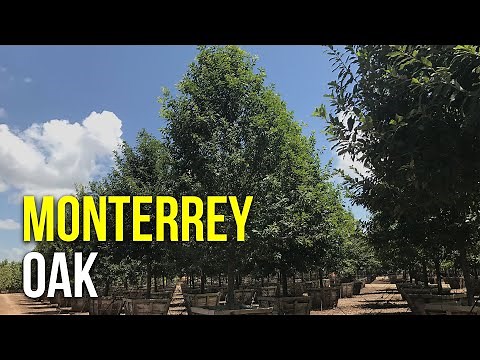 An Amazing Fast Growing Shade Tree: The Monterrey Oak