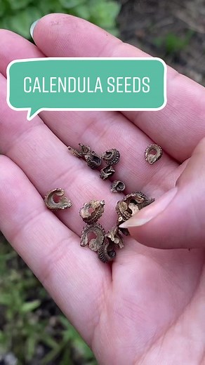 Harvesting Calendula Seeds in the Garden