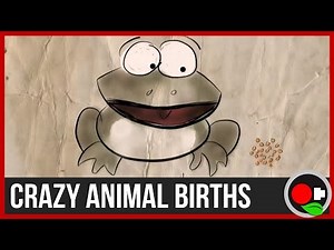 Crazy Animal Births