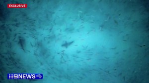 266K views · 1.7K reactions | A drone photographer has captured incredible vision of around 10 sharks swimming off the South Australian coastline. He's told #9News he couldn't believe what he was seeing as he flew above the beach. | 9 News Adelaide | Facebook