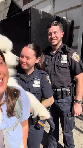 Getting pulled over for being too cute 🚓💙 #nyc #dogsofinstagram #samoyed #samoyedsofinstagram | Lumi LumiBear Samoyed