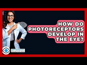 How Do Photoreceptors Develop In The Eye? - Optometry Knowledge Base
