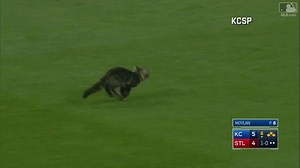 The cat's out of the bag! We've won 5 straight games and now sit only 1.5 games back in the NL Central. #RallyCat | St. Louis Cardinals