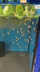 192K views · 990 reactions | I love an oto! Otocinclus are a superb dwarf algae eater! Brilliant in groups and can clean green algae very effectively without damaging your plants! Widely used in aquascaped tanks as a brilliant cleanup crew! #fishkeeping #fish #lifestyle #fishtank #tropicalfish #catfish #catfishing | Premier aquatics ltd | Facebook