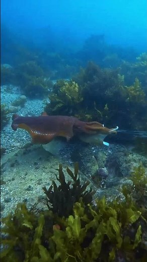 🦑😱 Have You Ever Seen a Giant Cuttlefish Hunt Before? 🌊✨