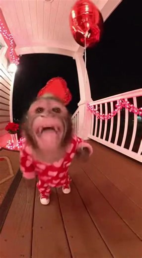 #monkeybaby #monkeyvideos #valentinesday | baby monkey