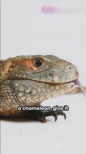 The Fastest Tongue in the Animal Kingdom!