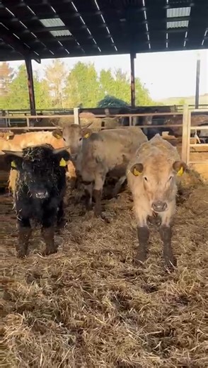 🐮THURSDAY 6th FEBRUARY🐮 📍Livestock UK, Oror Farm. 🔸13 steers 🔸14 to16 months old 🔸Welsh Black and Charolais x. 🔸Farm Assured 🔸Named sires. 🔸Home bred. | Ruthin Farmers Auction Co Ltd