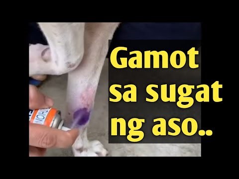 PINAKAMABISANG GAMOT SA SUGAT NG ASO AT PWEDE DIN SA IBANG URI NG HAYOP..