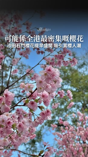 【沙田石門櫻花提早盛開】 今年沙田安景街公園櫻花花期較去年早，近日已見大片粉紅花海。園內超過100棵櫻花樹，包括染井吉野櫻、洲府枝垂櫻等多個品種，目前開花情況達8成左右。現場人潮非常多，網民形容「旺過旺角」。不少市民沿城門河邊停留賞花，氣氛熱鬧。預計於未來一星期將到達全盛時間，想看到櫻花盛開的畫面記得把握機會。至於近城門河畔一帶的富士櫻則尚未開花，需耐心等待。 【賞櫻地點及交通】 地址：沙田安景街23號 交通：港鐵石門站C出口步行約10分鐘 九巴︰38B、82X、284、40X、43S、43X、81C、82C、84M、85K、85X、86C、86K、86S、87D、89C、263A、286C、287D、289R、299X、N281、N287、NA40 新巴︰682 九巴及新巴聯營︰680、N680 龍運巴士︰A41P、N42 專線小巴︰67K、803、806A、806B、810、810A、811B、811S、813A、811A *濱景花園下車 #櫻花 | Headlife