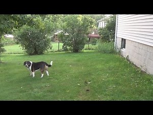 Dog Struck By Lightning! Must See!