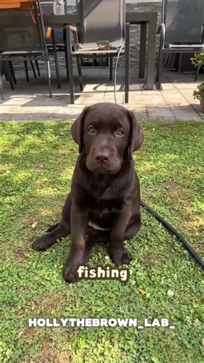 Staffy Core on Instagram: "Let me introduce you to the happy obsessed gremlin known as the Labrador Retriever #labradorretriever #labrador #labradorretriever"