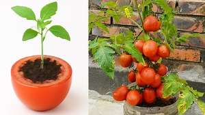 32K views · 510 reactions | Creative Tomato Growing Brings Unexpected Yield Innovative Gardening Ideas | H&H Gardening Secrets | Facebook