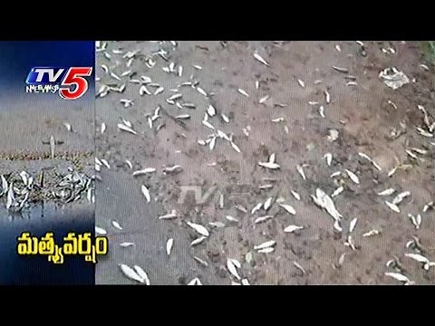 Fish Rain in Nuziveedu | Fishes Fall From the Sky | TV5 News