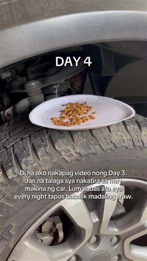 Meet Mugen: The Orange Cat's Adventures