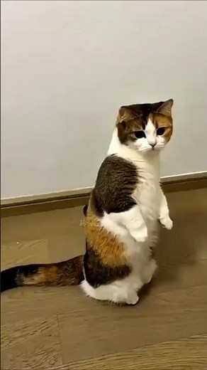 🕺 Cutest Cat Dance Ever! 😻✨ #cat #catvideos #funny #youtubeshorts #comedy #shorts