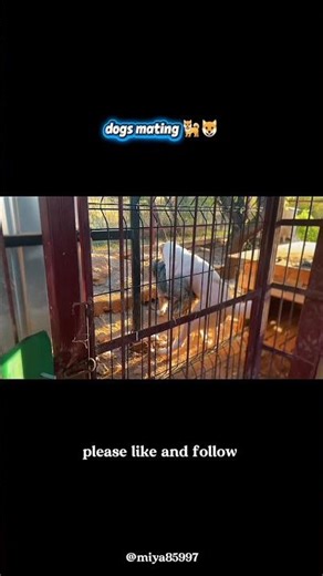 dogs mating process #dogbreeding #naturalmating #shorts