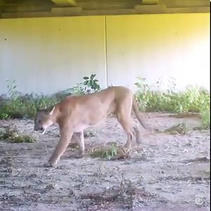 451K views · 7.8K reactions | Animals are being forced to contend with busy roadways as climate change and expanding infrastructure continue to erode wildlife habitat. See how these species safely cross a highway. https://nyti.ms/3uH7hY2 | The New York Times | Facebook