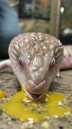 Time for some breakfast 🍯 #animals #reptile #lizard #asmr #satisfying #reels #reptarium | The Reptarium