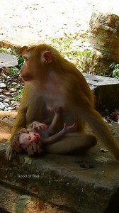 9.5K views · 406 reactions | Lucie screaming angry Luna try stop milk little baby which need milk like that! | Good Or Bad | Facebook