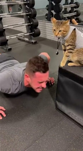 Cat Personal Trainer Goes CRAZY On Lazy Client